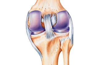 Picture of medial collateral ligament