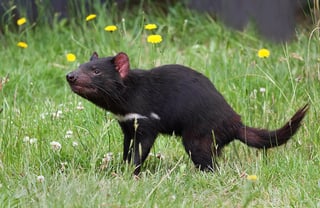 Picture of Tasmanian devil