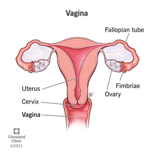Picture of vagina