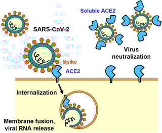 Picture of Angiotensin-converting enzyme 2