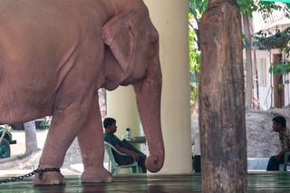 Picture of White elephant