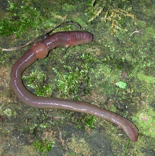 Picture of Worm