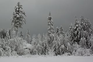 Picture of Winter