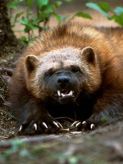 Picture of Wolverine