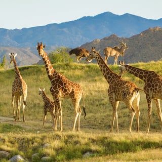 Picture of Living Desert Zoo and Gardens