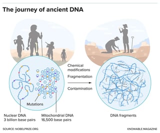 Picture of Ancient DNA