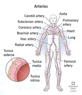 Picture of artery