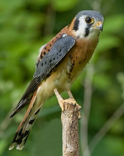 Picture of Kestrel