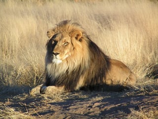 Picture of Lion
