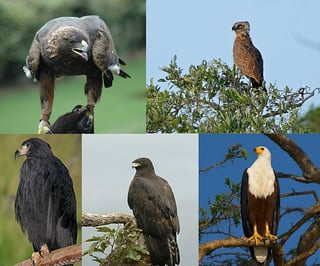 Picture of Eagle