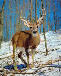 Picture of Deer