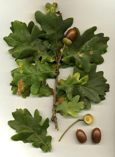 Picture of Oak