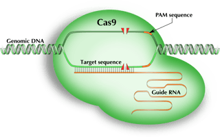 Picture of Cas9
