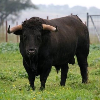 Picture of TORRO