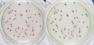 Picture of Colony-forming unit