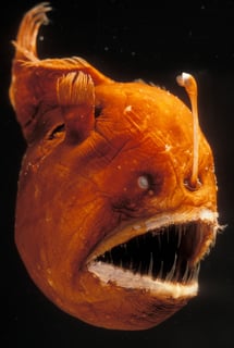 Picture of Anglerfish