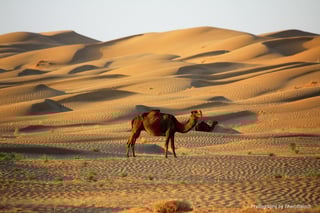 Picture of Nushki