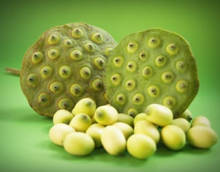 Picture of Prickly water lily