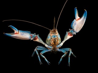 Picture of Crayfish