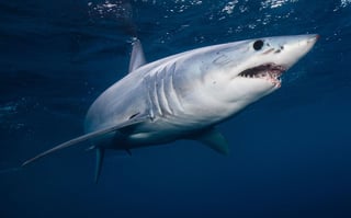 Picture of Sharks