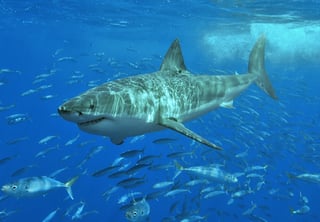 Picture of Great white shark