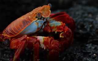Picture of Crustacean