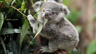 Picture of Herbivore