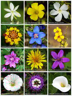 Picture of Flower
