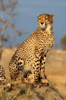 Picture of Cheetah