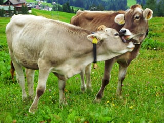 Picture of Livestock