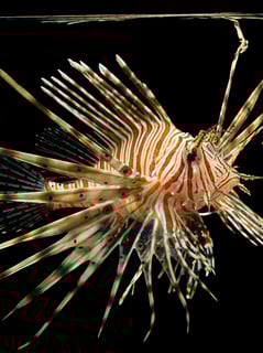 Picture of Fish