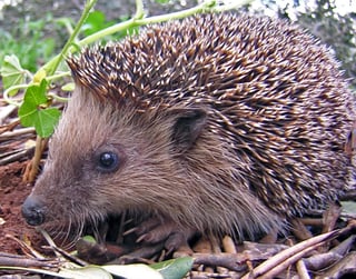 Picture of Hedgehog