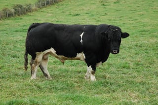 Picture of Bull
