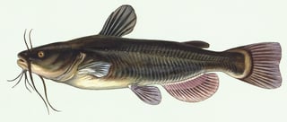 Picture of Catfish