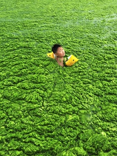 Picture of Algal bloom