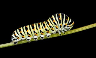 Picture of Caterpillar