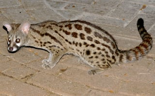 Picture of Genet