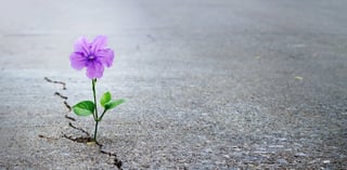 Picture of Hope