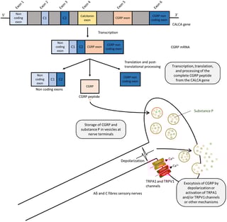 Picture of Calcitonin gene-related peptide