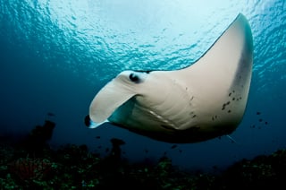 Picture of Manta rays