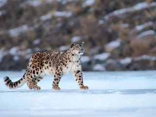 Picture of Snow leopard