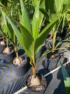 Picture of Coconut