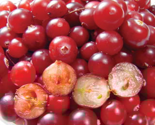 Picture of Berry
