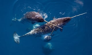 Picture of Narwhal