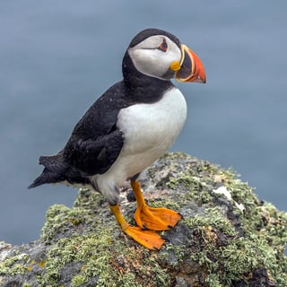 Picture of Puffins