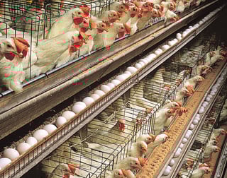 Picture of Chicken