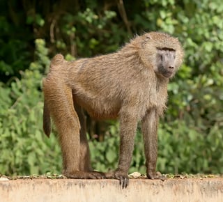 Picture of Baboons