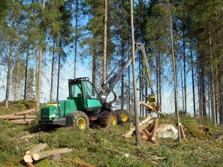 Picture of Forestry