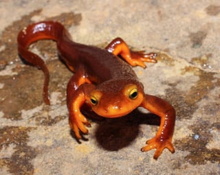 Picture of Newts