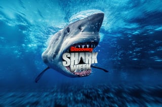 Picture of Shark Week
